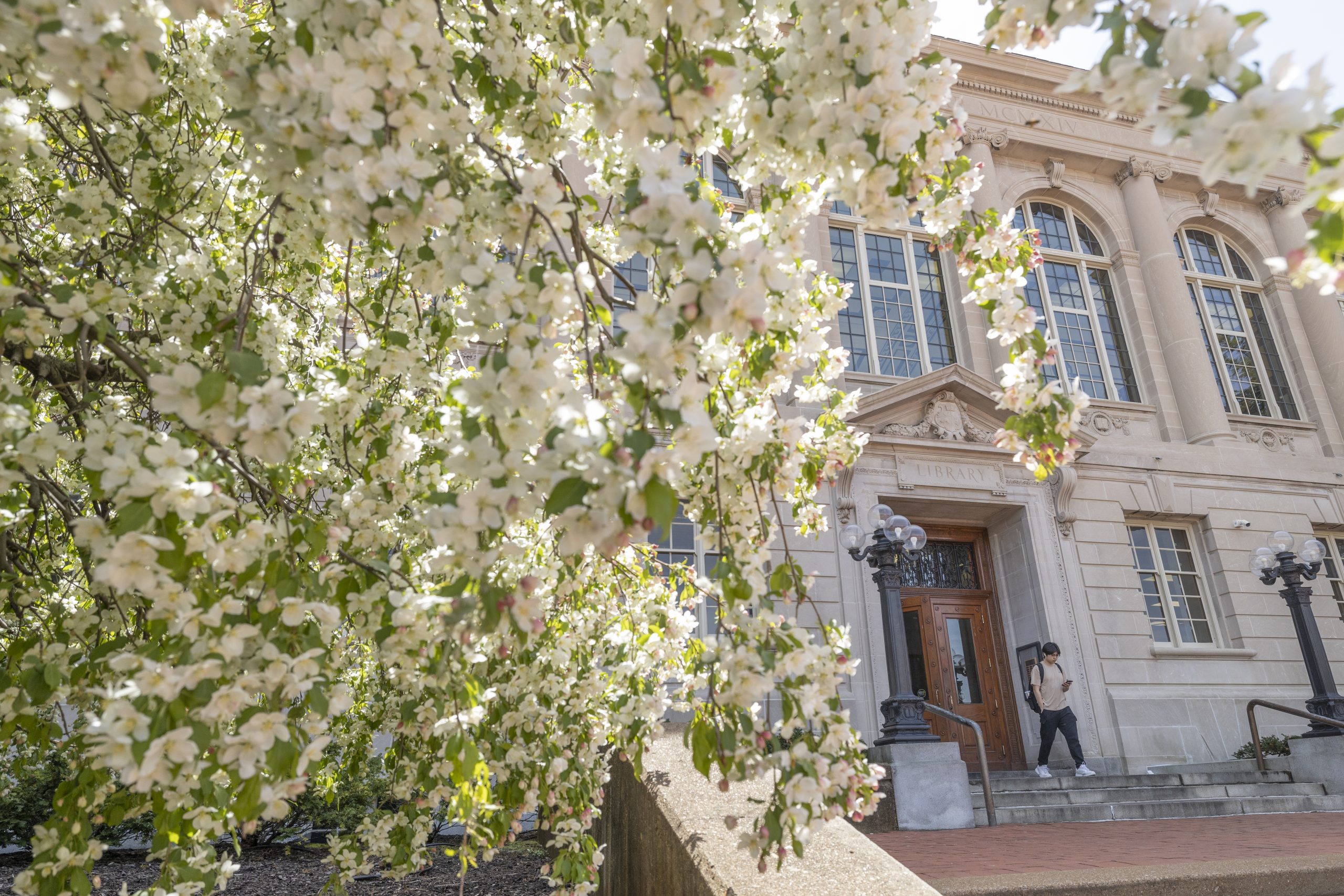 Students walk past spring flowers near Ellis Library