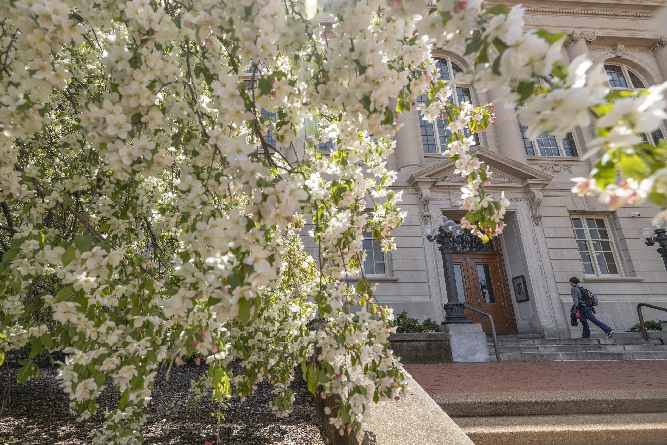 Students walk past spring flowers near Ellis Library