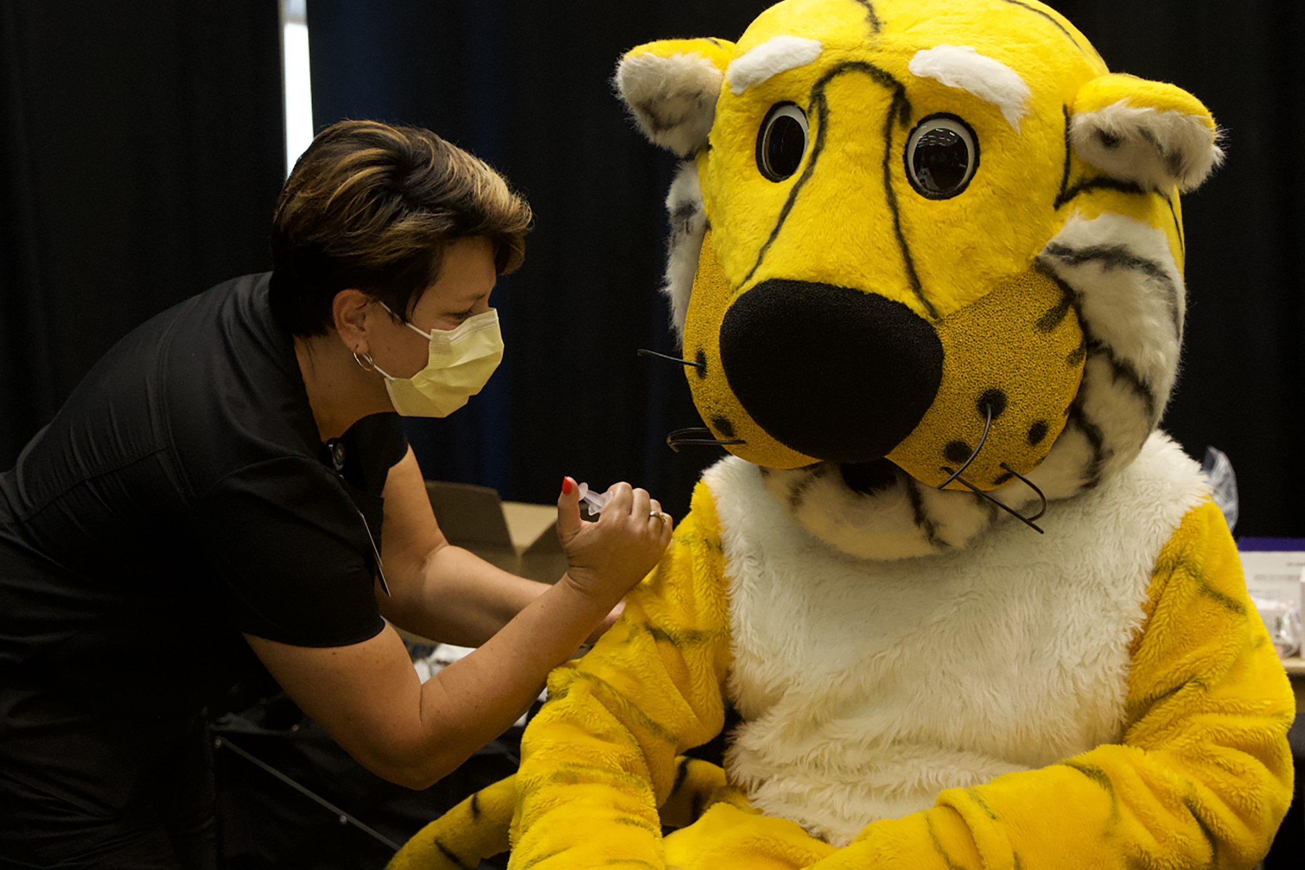 Truman the Tiger receives an injection